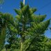 Araukária štíhla (Araucaria Excelsa) - výška 200-250 cm; kont. C30L (-7°C)